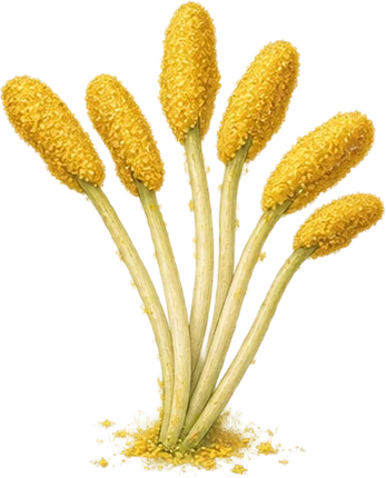 The drawing: pollen
