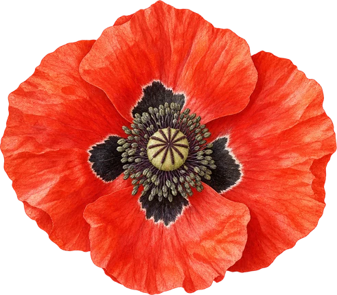 The drawing: poppy