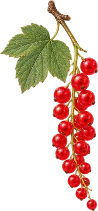The drawing: redcurrant