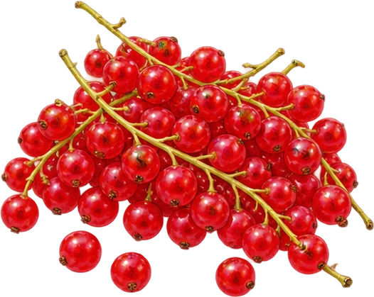 The drawing: redcurrant