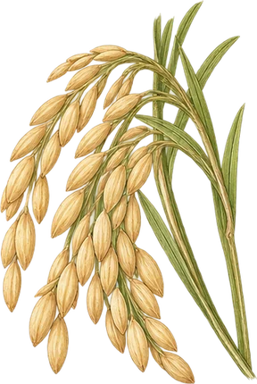 The drawing: rice