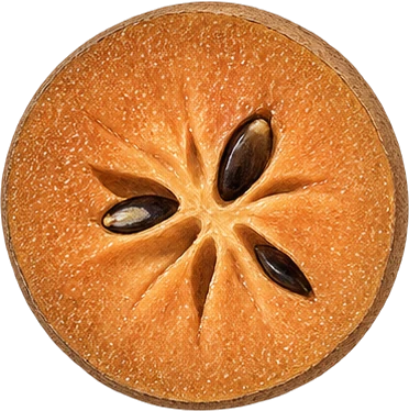 The drawing: sapodilla