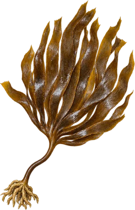 The drawing: seaweed, kelp frond