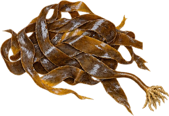The drawing: seaweed, washed up tangle