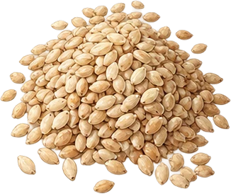 The drawing: sesame, seed heap