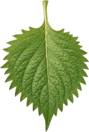 The drawing: shiso, single leaf