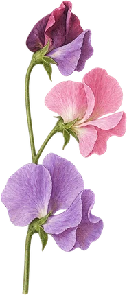 The drawing: sweet pea