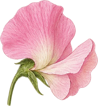 The drawing: sweet pea
