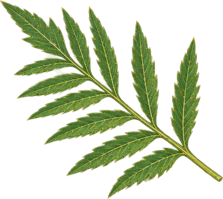 The drawing: tagetes, single leaf