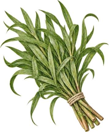 The drawing: tarragon, fresh bunch