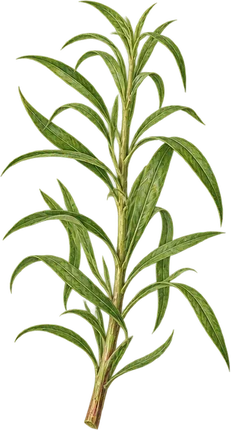 The drawing: tarragon, leafy stem