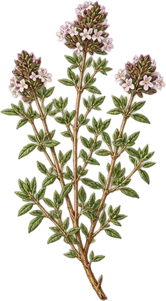 The drawing: thyme, flowering sprig