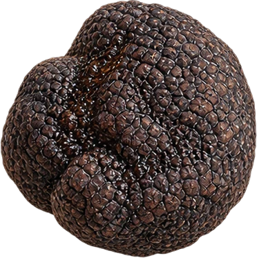 The drawing: truffle
