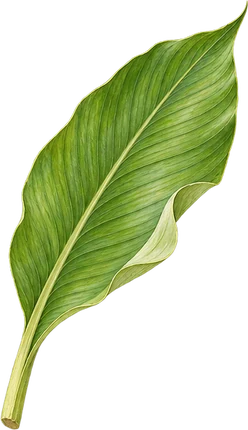 The drawing: turmeric, leaf
