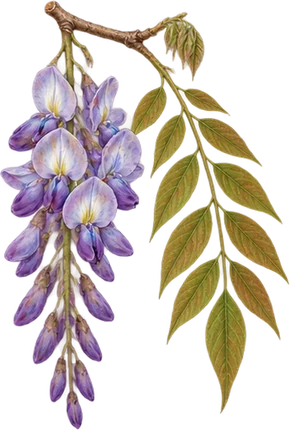 The drawing: wisteria