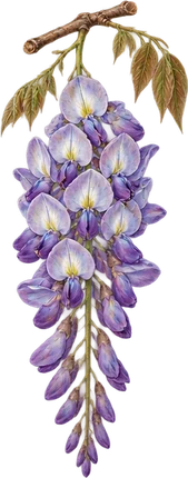 The drawing: wisteria