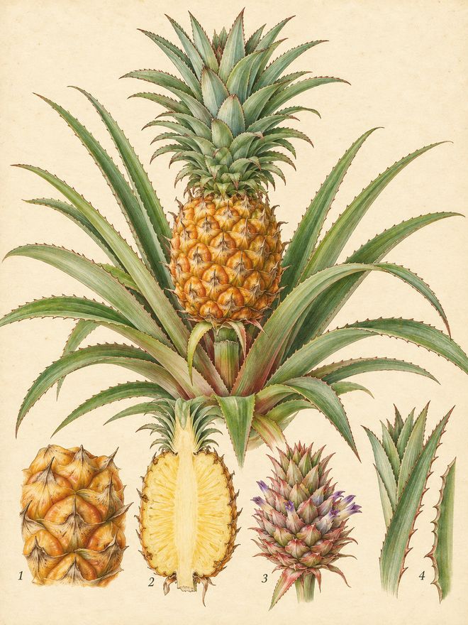 The plate: pineapple