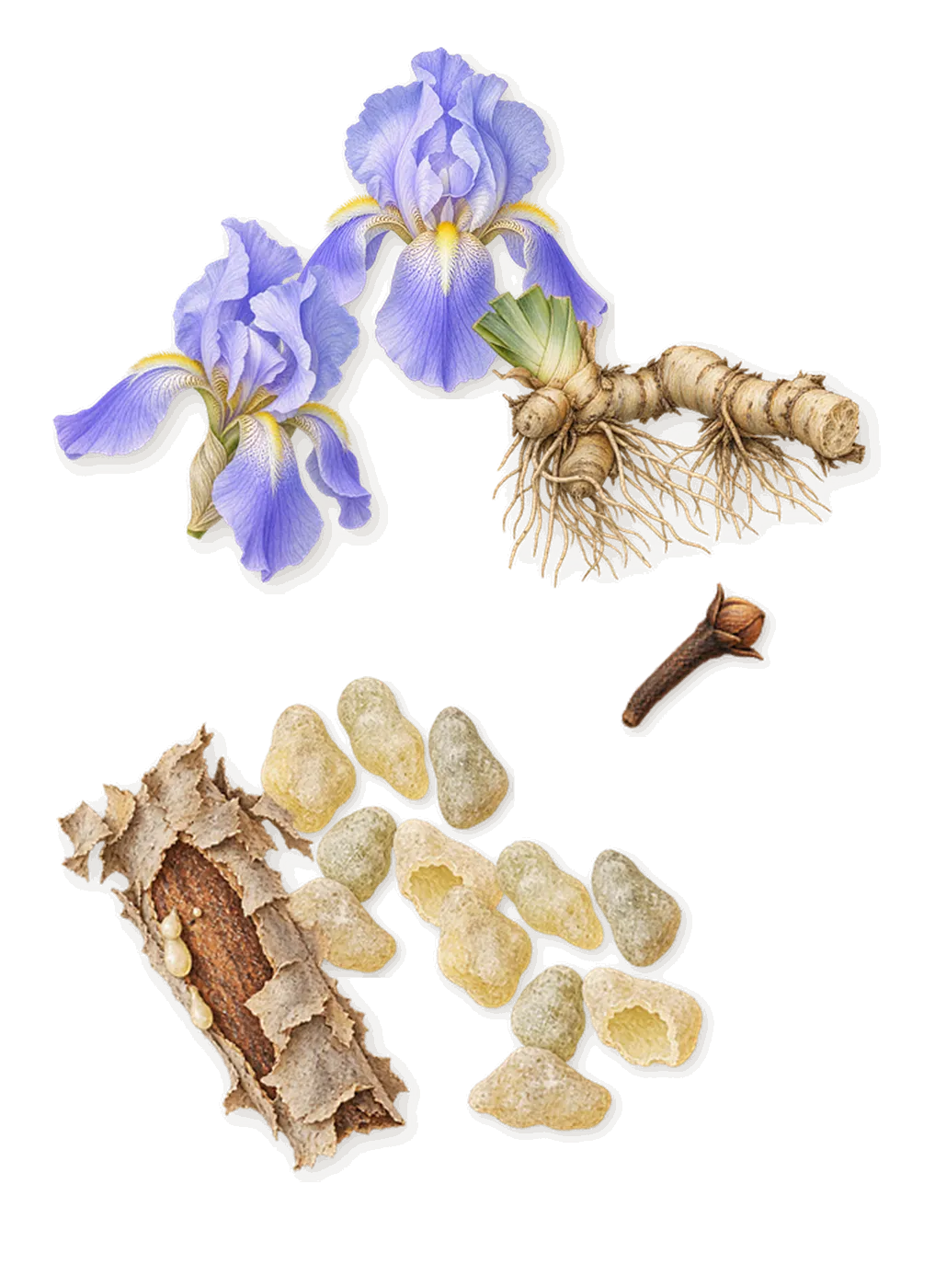 #Hashtag, as it settles: Iris, Frankincense, Isoeugenol (clove)