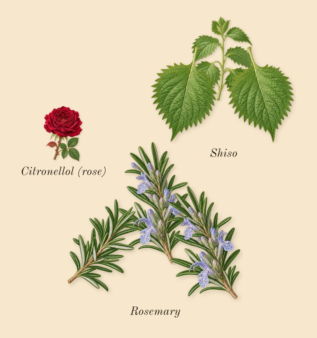 Colonia C.L.U.B., heart: Shiso, Rosemary, Citronellol (rose)