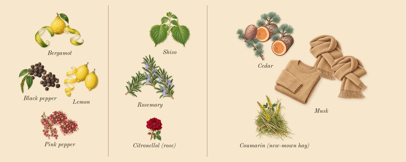 Colonia C.L.U.B.’s scent picture, a draft: bergamot, lemon, pink pepper, black pepper, shiso, rosemary drawn so far; dashed outlines where nothing is drawn yet