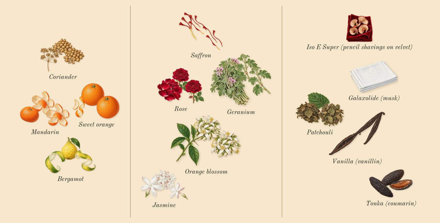 Zafferano’s scent picture, a draft: mandarin, bergamot, coriander, sweet orange, jasmine, geranium drawn so far; dashed outlines where nothing is drawn yet