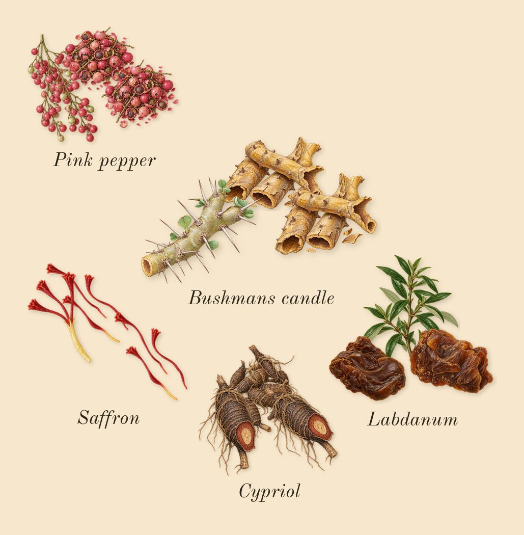 Amnesia Rose, heart: Bushmans candle, Saffron, Cypriol, Labdanum, Pink pepper