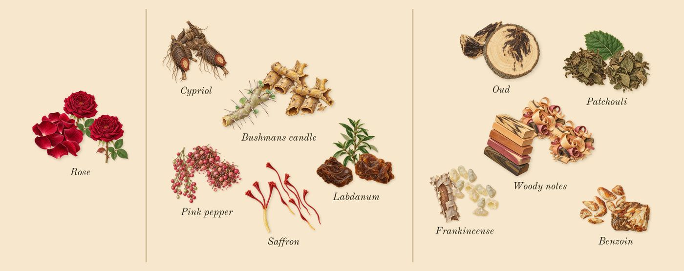 Amnesia Rose’s scent picture, a draft: rose, bushmans candle, saffron, cypriol, labdanum, pink pepper drawn so far; dashed outlines where nothing is drawn yet