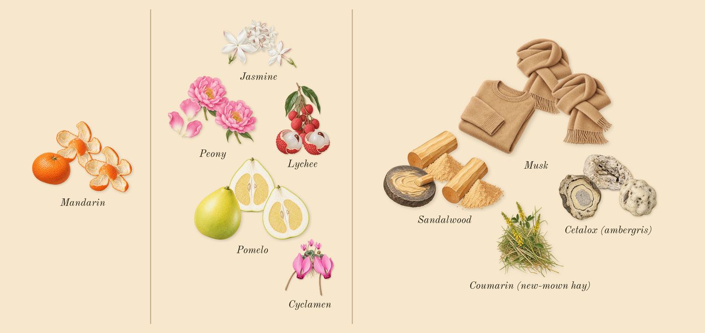 Fleur de Peony’s scent picture, a draft: lychee, peony, sandalwood, mandarin, pomelo, jasmine drawn so far; dashed outlines where nothing is drawn yet