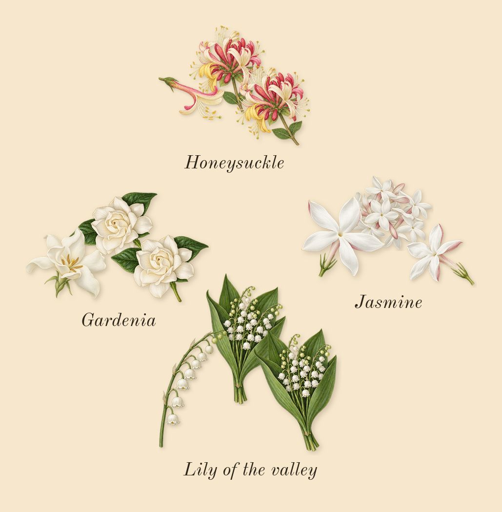 Mediterranean Honeysuckle, heart: Honeysuckle, Lily of the valley, Gardenia, Jasmine