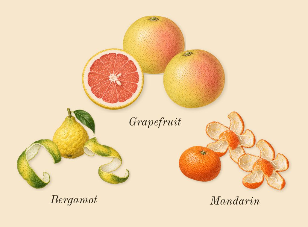 Mediterranean Honeysuckle, top notes: Grapefruit, Bergamot, Mandarin