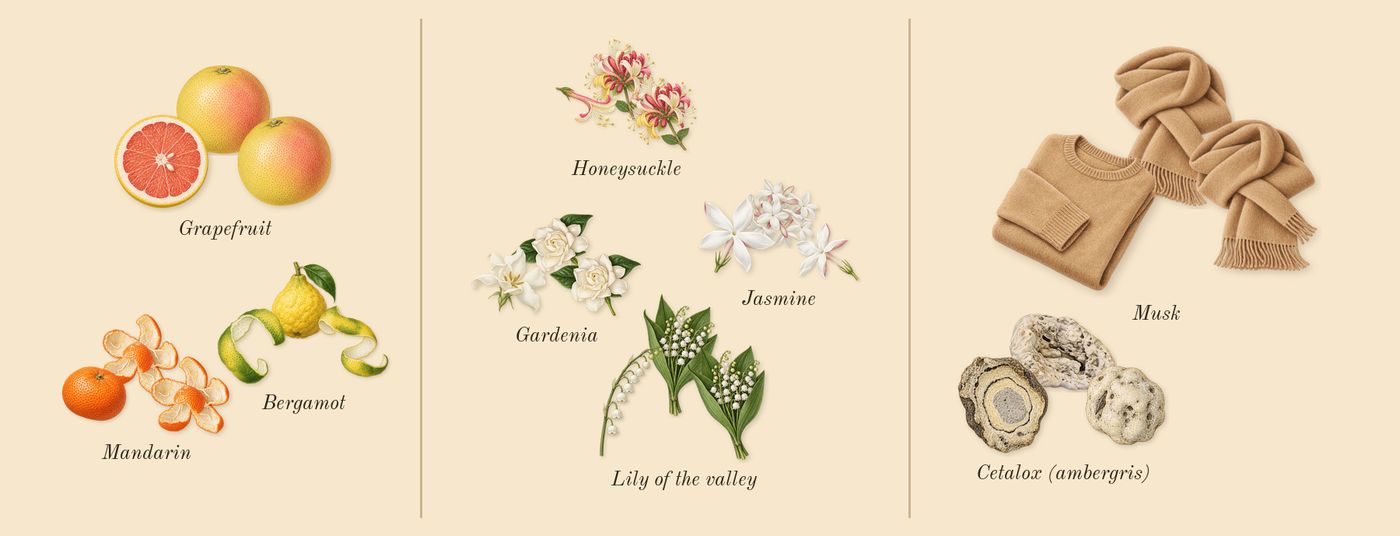 Mediterranean Honeysuckle’s scent picture, a draft: honeysuckle, grapefruit, bergamot, mandarin, lily of the valley, gardenia drawn so far; dashed outlines where nothing is drawn yet