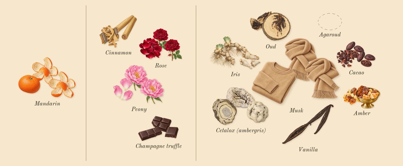 Rose Cocoa’s scent picture, a draft: mandarin, cinnamon, peony, rose, iris, cacao drawn so far; dashed outlines where nothing is drawn yet