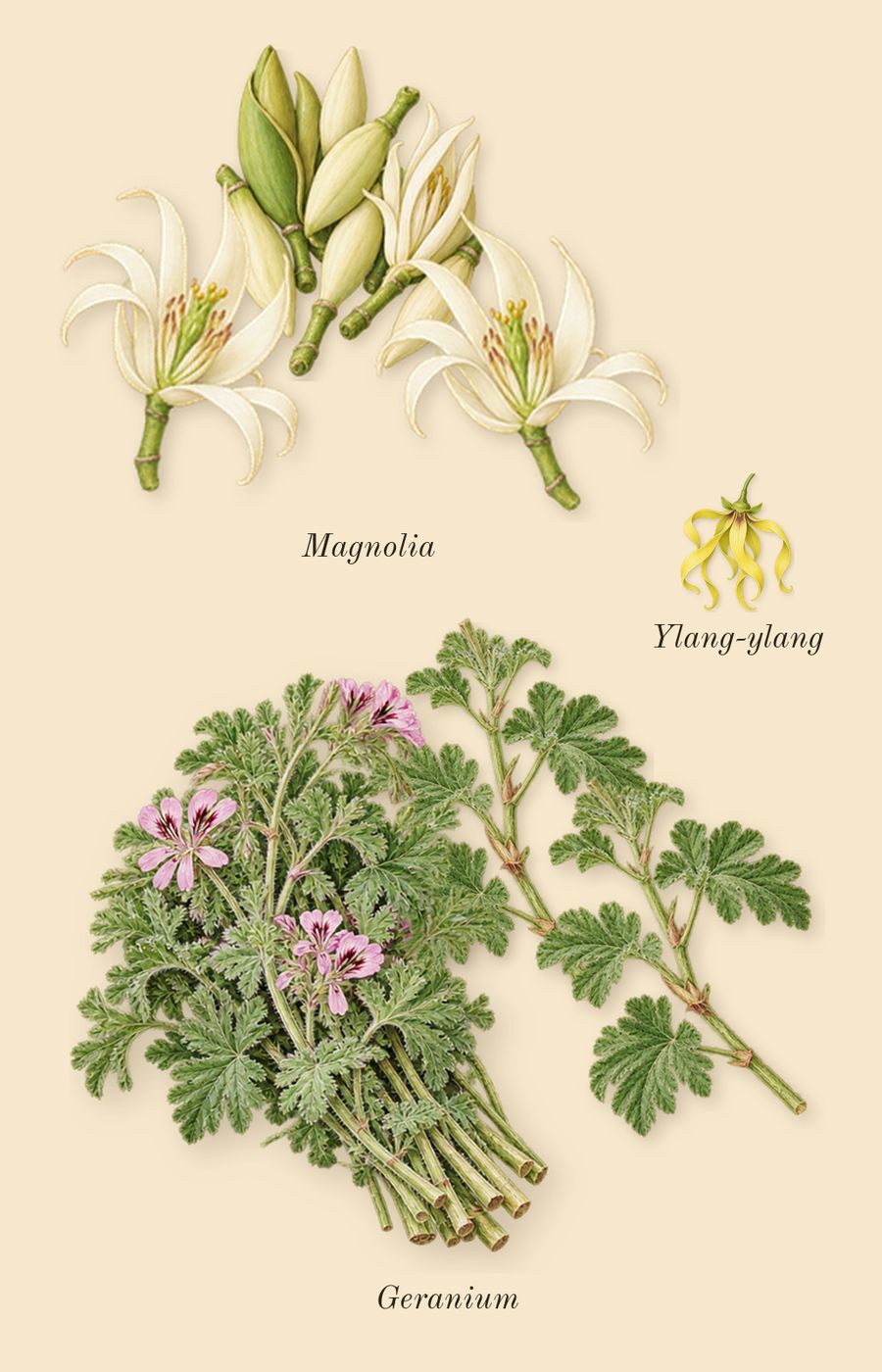 Entirely Aurner, heart: Magnolia, Geranium, Ylang-ylang