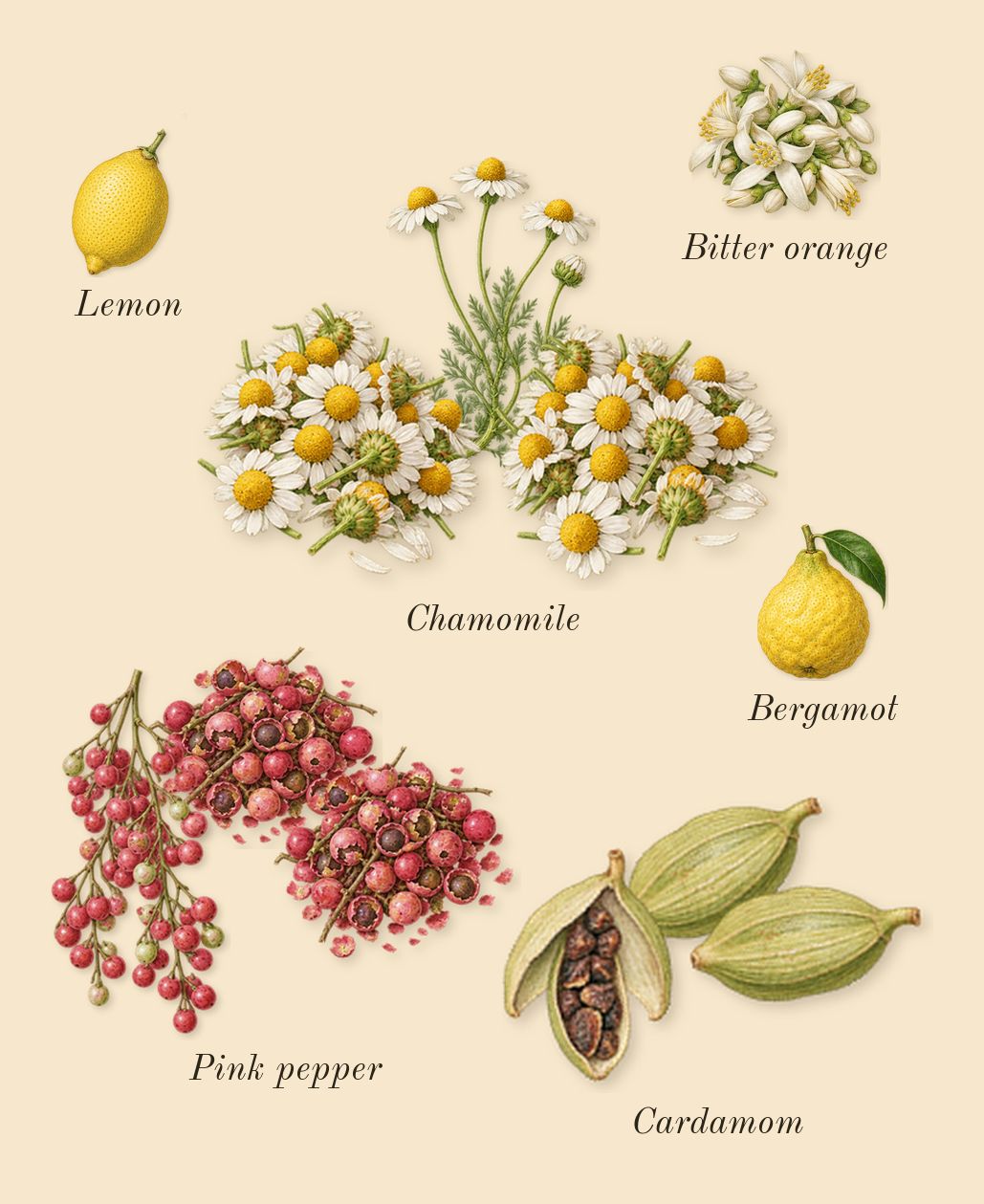 Entirely Aurner, top notes: Chamomile, Cardamom, Pink pepper, Bergamot, Lemon, Bitter orange