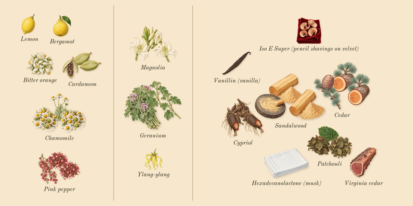 Entirely Aurner’s scent picture, a draft: chamomile, cardamom, pink pepper, magnolia, geranium, sandalwood drawn so far; dashed outlines where nothing is drawn yet