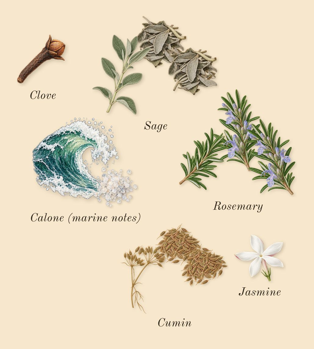 Eternal Karst, heart: Rosemary, Sage, Cumin, Calone (marine notes), Clove, Jasmine