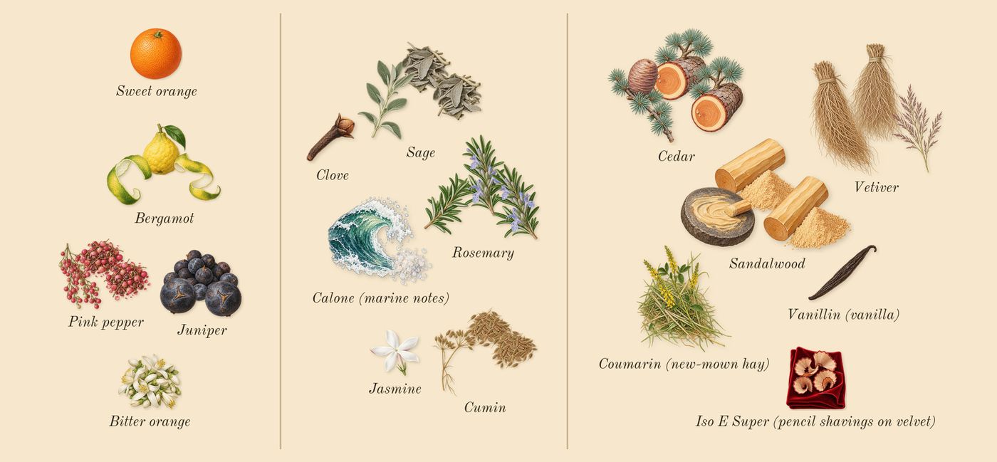 Eternal Karst’s scent picture, a draft: juniper, pink pepper, bergamot, rosemary, sage, cumin drawn so far; dashed outlines where nothing is drawn yet
