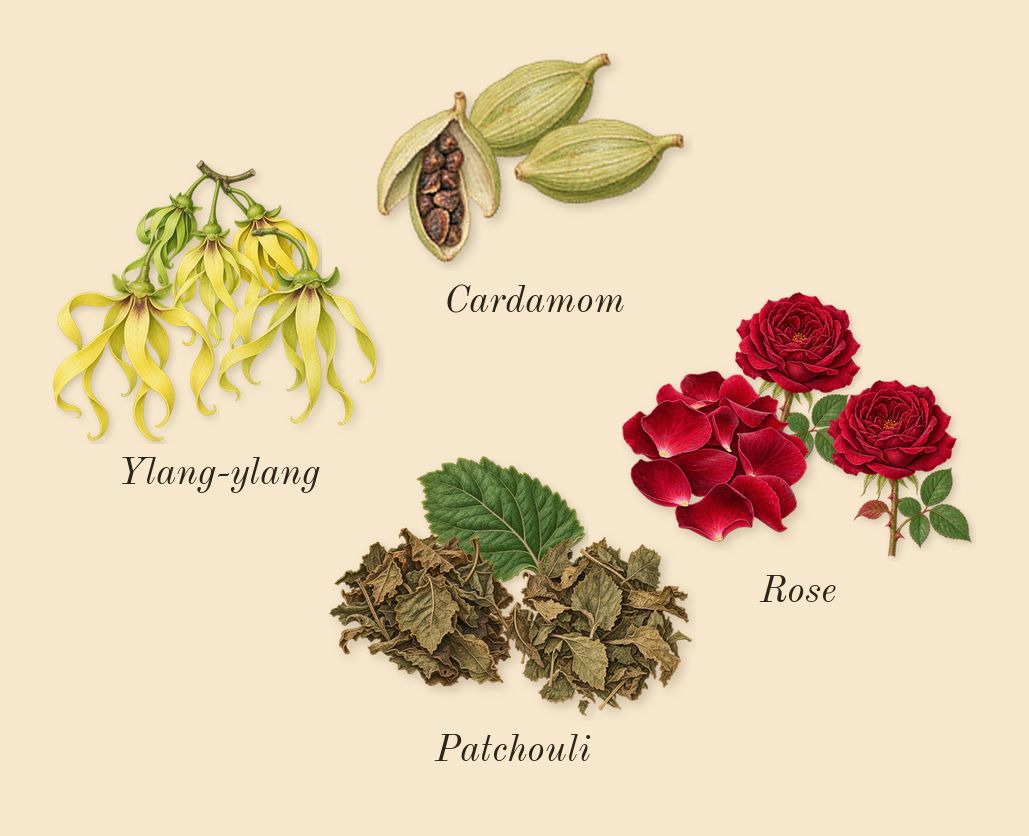 Marrakech Intense, heart: Rose, Cardamom, Patchouli, Ylang-ylang