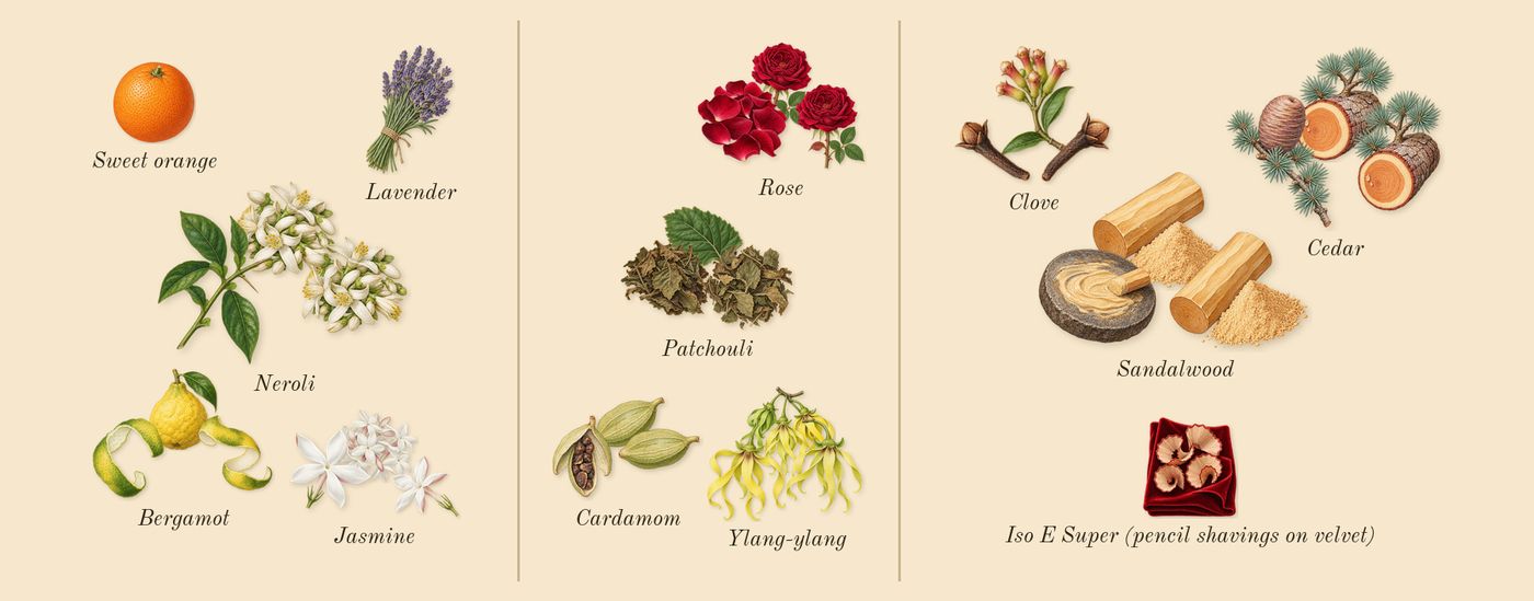 Marrakech Intense’s scent picture, a draft: bergamot, neroli, jasmine, rose, cardamom, patchouli drawn so far; dashed outlines where nothing is drawn yet
