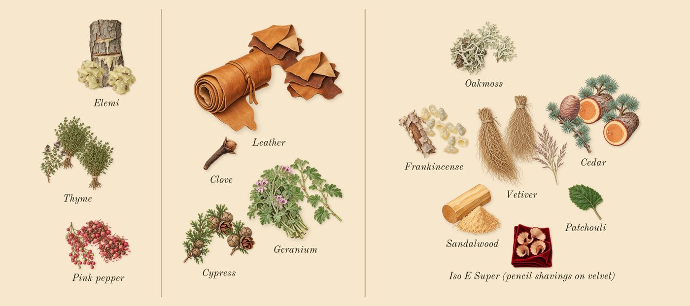 Silently, Hwyl’s scent picture, a draft: thyme, elemi, pink pepper, cypress, leather, geranium drawn so far; dashed outlines where nothing is drawn yet