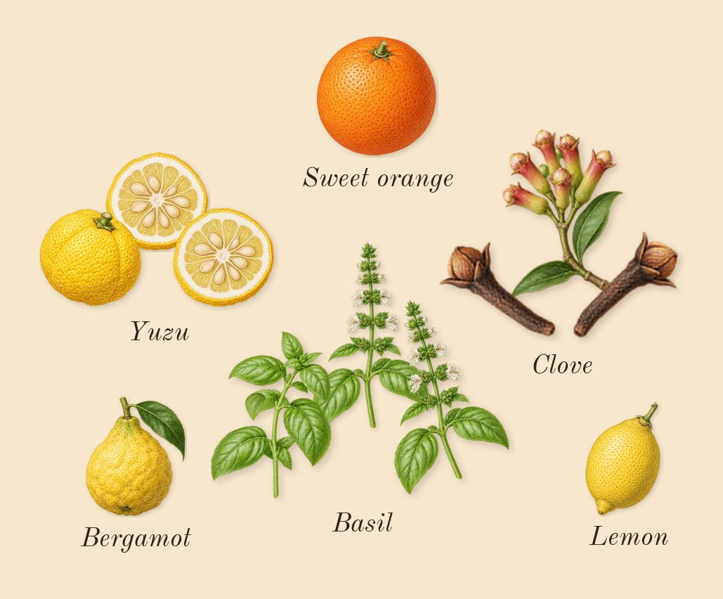 Tacit Truths, top notes: Yuzu, Basil, Clove, Bergamot, Lemon, Sweet orange