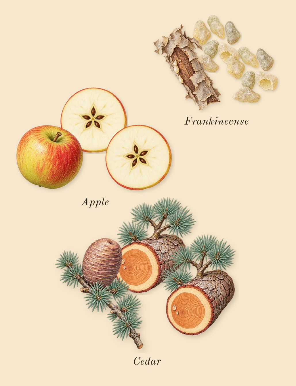 9 AM Dive, heart: Apple, Frankincense, Cedar