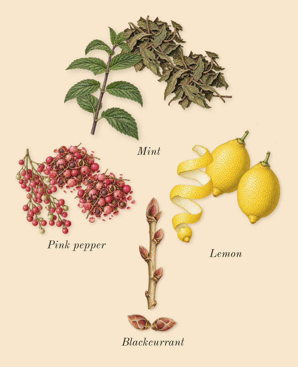 9 AM Dive, top notes: Lemon, Pink pepper, Mint, Blackcurrant