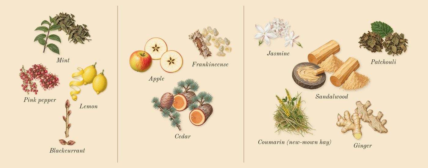 9 AM Dive’s scent picture, a draft: lemon, pink pepper, mint, blackcurrant, apple, frankincense drawn so far; dashed outlines where nothing is drawn yet