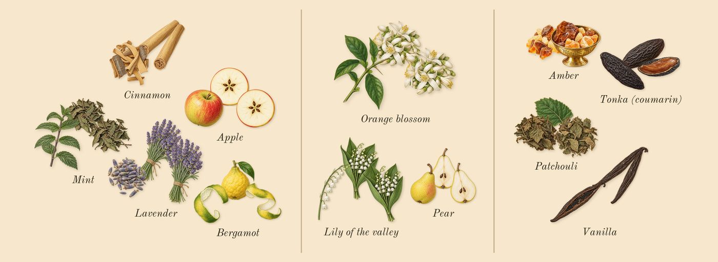 9 PM’s scent picture, a draft: bergamot, lavender, cinnamon, apple, lily of the valley, orange blossom drawn so far; dashed outlines where nothing is drawn yet