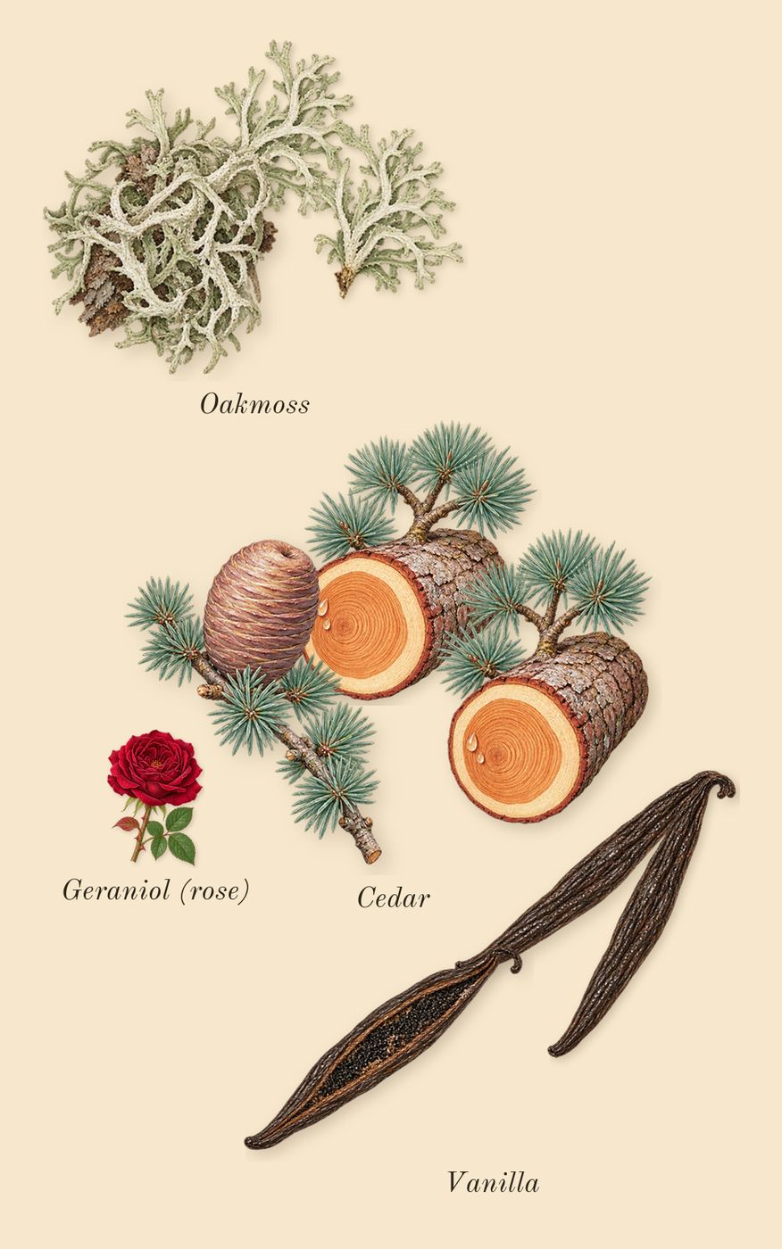 9 PM Rebel, heart: Cedar, Oakmoss, Vanilla, Geraniol (rose)