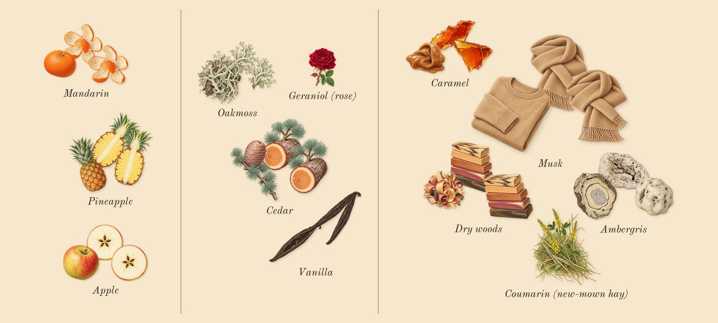 9 PM Rebel’s scent picture, a draft: mandarin, pineapple, apple, cedar, oakmoss, vanilla drawn so far; dashed outlines where nothing is drawn yet