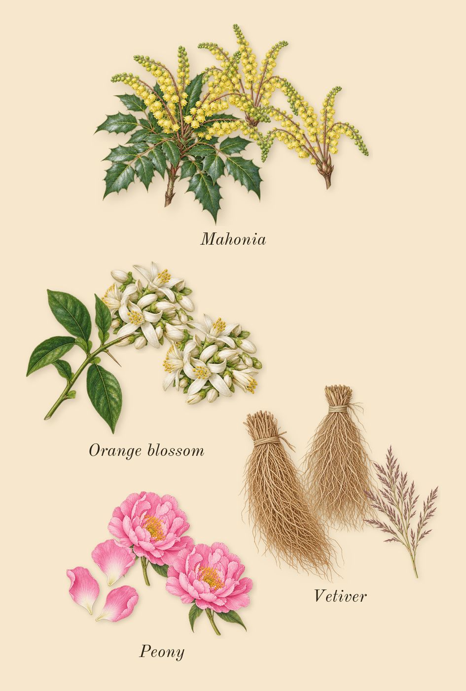 Mystique Bouquet, heart: Orange blossom, Vetiver, Mahonia, Peony