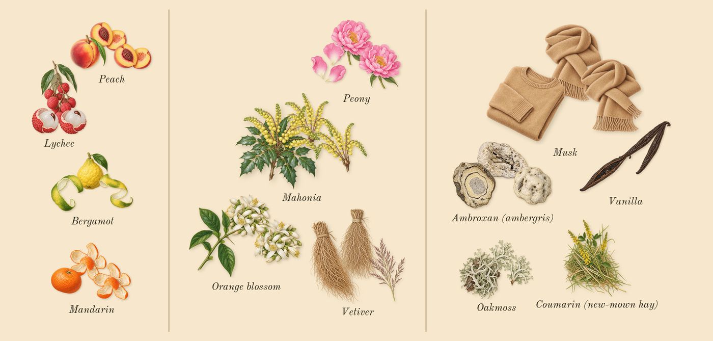Mystique Bouquet’s scent picture, a draft: peach, mandarin, bergamot, lychee, orange blossom, vetiver drawn so far; dashed outlines where nothing is drawn yet