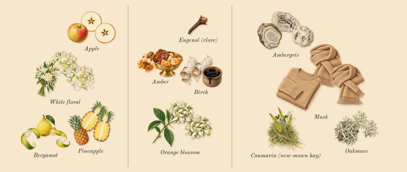 Supremacy Collector's Edition’s scent picture, a draft: pineapple, bergamot, apple, white floral, orange blossom, birch drawn so far; dashed outlines where nothing is drawn yet